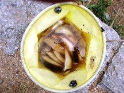 期待のサヨリちゃんは？泉大津RT16日ひる