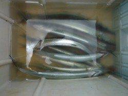 【サビキ、サヨリ楽しめますよ♪】南芦屋浜