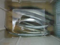 【サビキ、サヨリ楽しめますよ♪】南芦屋浜