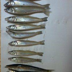 岸で短時間勝負！！