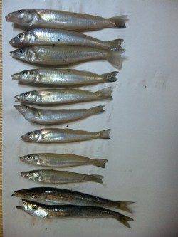 岸で短時間勝負！！