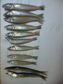 岸で短時間勝負！！