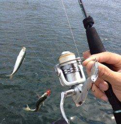 楽釣！【サバゲー】お昼でも当たりっぱなし！！