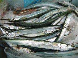 兵突ＲＴ　サヨリ、アジ、サバ釣れてます