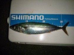 大蔵でも！大サバ爆釣中！！！