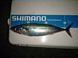 大蔵でも！大サバ爆釣中！！！