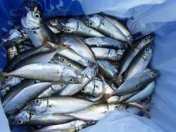 ☆豆アジいっぱい☆泉大津　朝ＲＴ　１８日