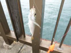 【アジ・サヨリがいい！】アジュール舞子ＲＴ…