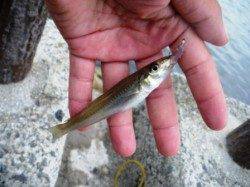 貝塚人工島水路でもキス♪