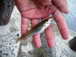 貝塚人工島水路でもキス♪