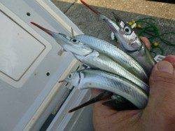 北公園でアジとタコ、空港でサヨリ