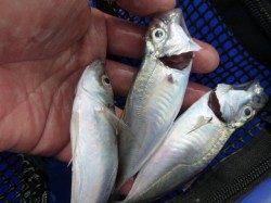 兵庫突堤　サビキの状況