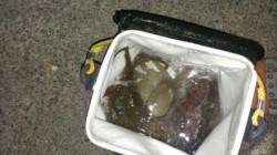 夜釣りでタコ♪