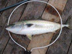 海上釣堀初体験！！