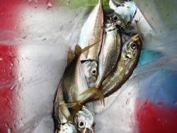 ◇なぎさ公園は小アジ◇泉大津　昼RT　１８…