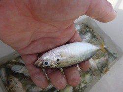 北公園、小野浜ＲＴアジとタコ