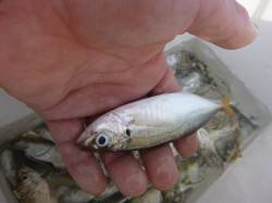 北公園、小野浜ＲＴアジとタコ