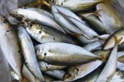 泉佐野食コンはファミリーフィッシング