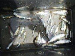 ☆砂上げ場豆アジ降臨☆泉大津　昼RT１９日