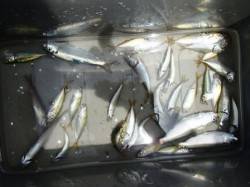 ☆砂上げ場豆アジ降臨☆泉大津　昼RT１９日…