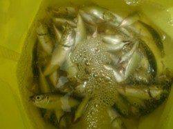 【今日もサヨリ狙えます♪】南芦屋浜