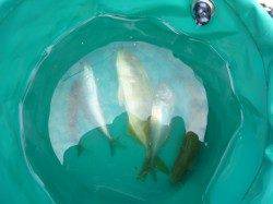 青物の気配!?アジュール舞子