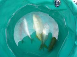 青物の気配！？アジュール舞子