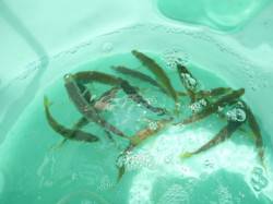 【小アジ好調！】アジュール舞子ＲＴ