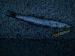 【マリーナシティ】　カマス釣果釣れてきました