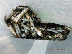 【みんなで楽しもっ！サビキ釣り】南芦屋浜