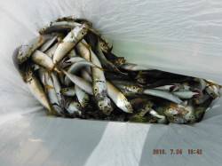 【みんなで楽しもっ！サビキ釣り】南芦屋浜