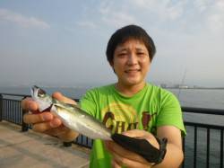 空港でサバ情報、小野浜はアジ