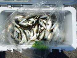 ☆釣れすぎ警報発令中☆泉大津　昼RT２５日…