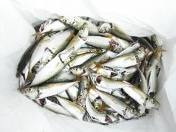 豆アジ好調！プールもあるよ♪鳴尾ＲＴ