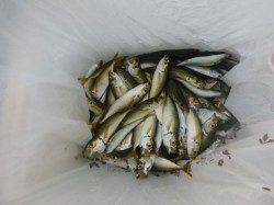 朝の兵突キス、タコも！マイワシも確認！