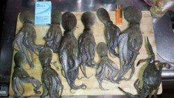 ポーアイ北公園でタコ♪