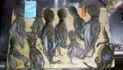 ポーアイ北公園でタコ♪