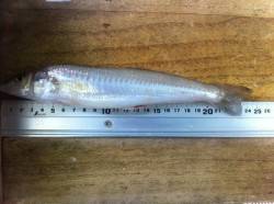 青岸周辺投げキス調査で最大24ｃｍキス！ …