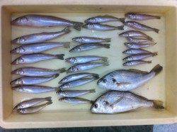 青岸周辺投げキス調査で最大24cmキス!