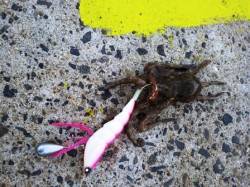 南港でも釣れていますよ～タコ！