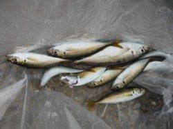 【サビキ釣り!楽しいですよ~♪】南芦屋浜