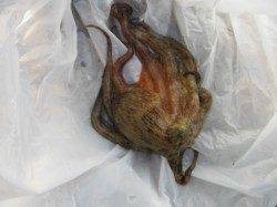 【サビキ釣り!楽しいですよ~♪】南芦屋浜