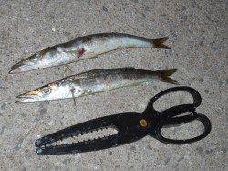 雑賀崎でカマス釣りが面白いですよ～♪