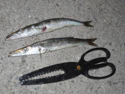 雑賀崎でカマス釣りが面白いですよ～♪