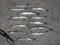 雑賀崎でカマス釣りが面白いですよ～♪