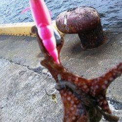 南港でも釣れていますよ～タコ！