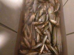 夜の兵突色んな魚達！