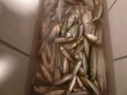 夜の兵突色んな魚達！