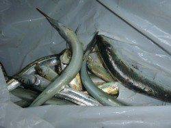 夜の兵突色んな魚達！