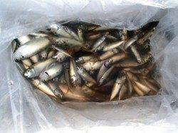 各ポイントで好釣果♪泉大津RT！夕方